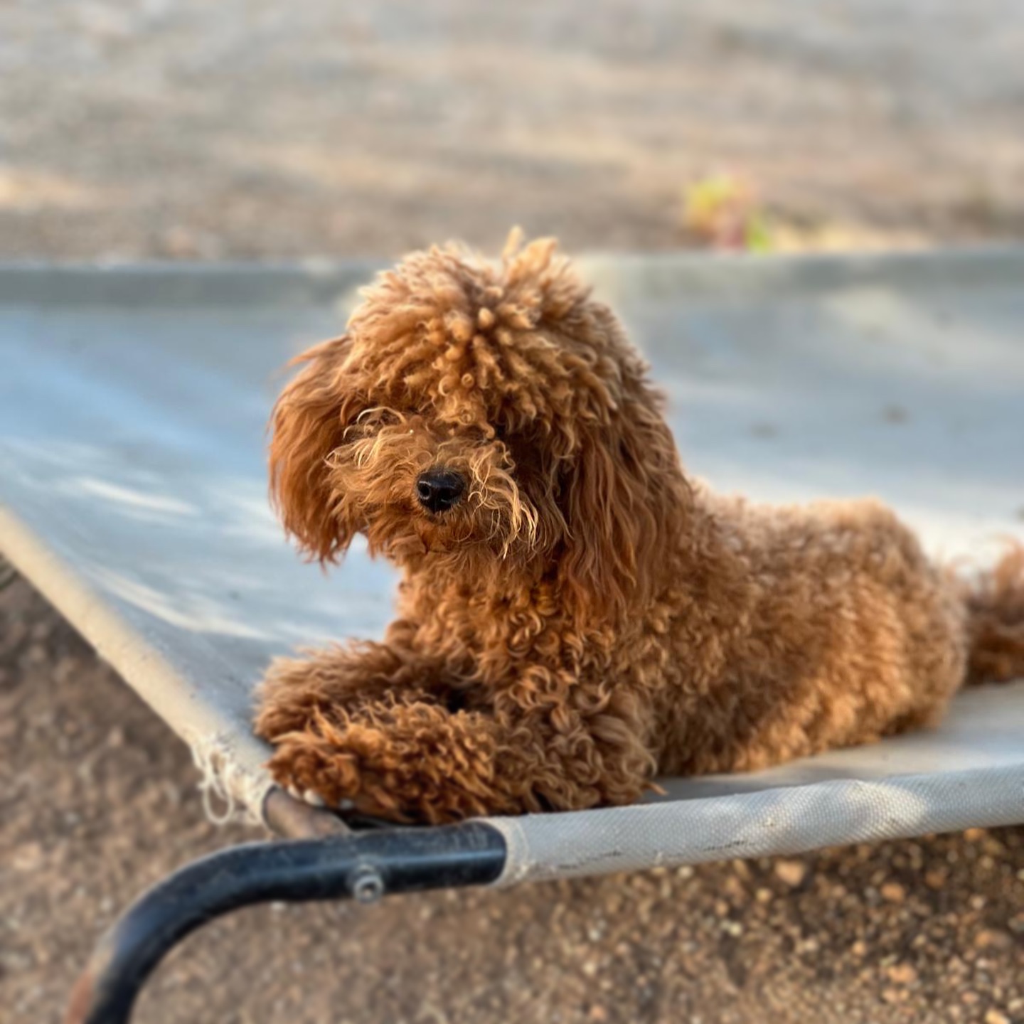 Cavapoo