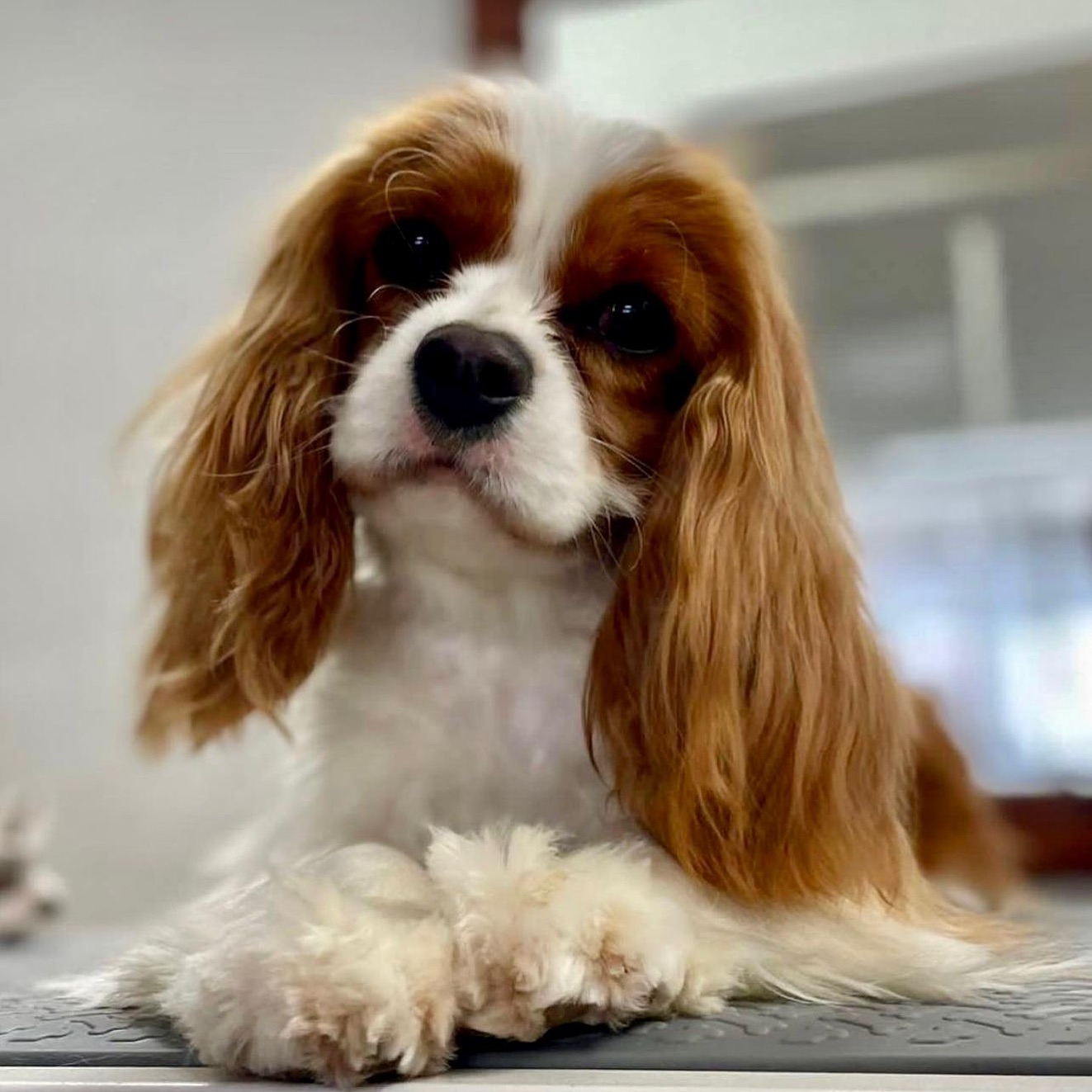 Cavalier King Charles Spaniel