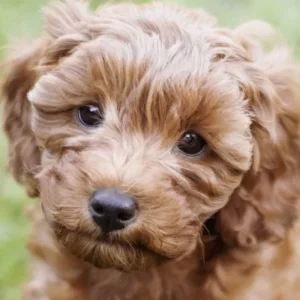 cavapoo